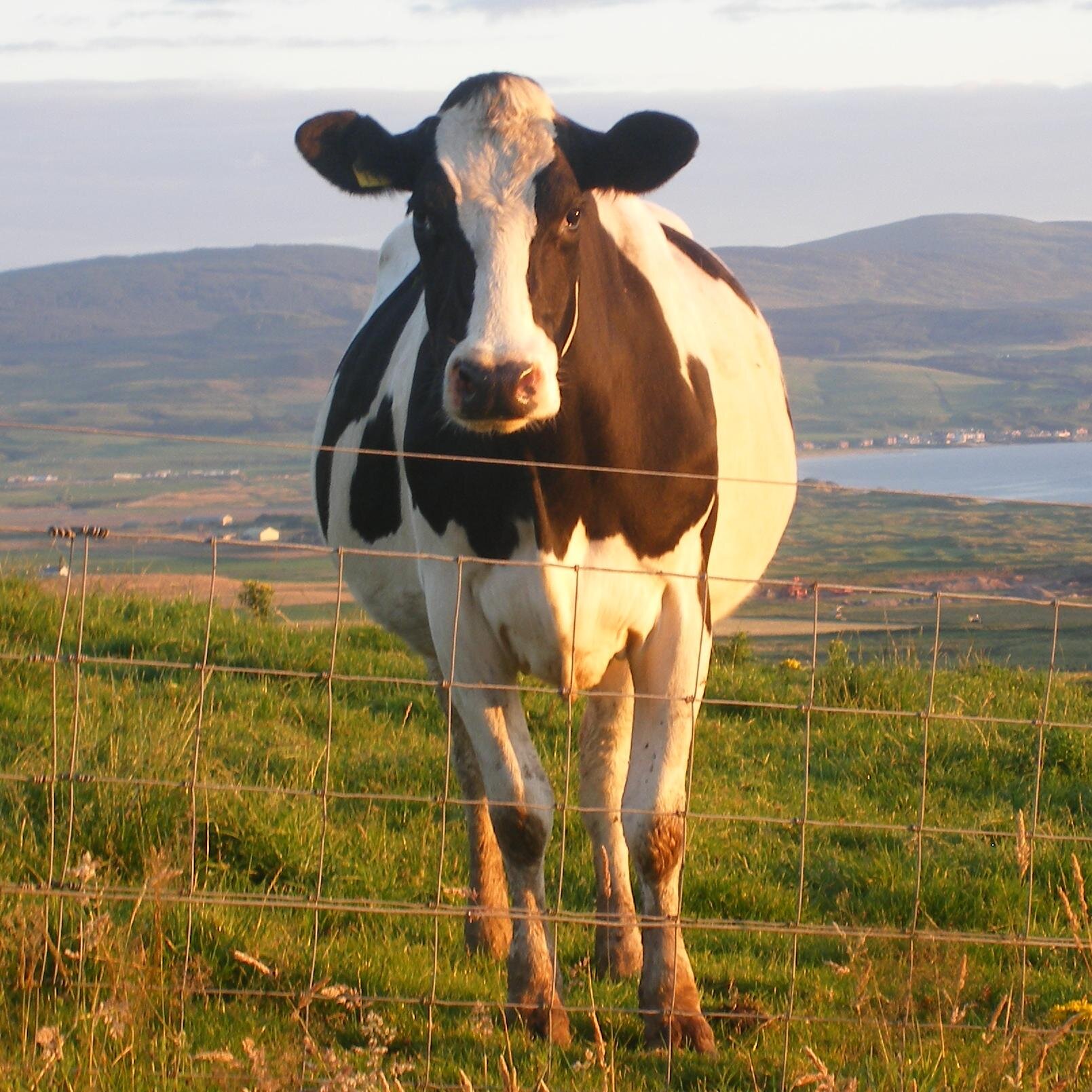 Vegan Scotland