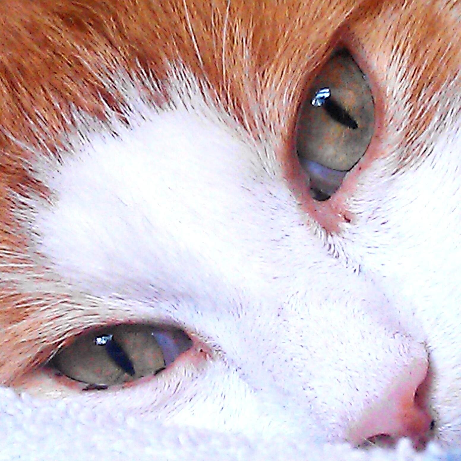 Kattenconsult's profile picture. Vertoont jouw kat afwijkend gedrag? Kattenconsult kan je helpen! 
Bel gerust of stuur even een mailtje, dan gaan wij op zoek naar een oplossing.