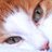 Kattenconsult's profile image
