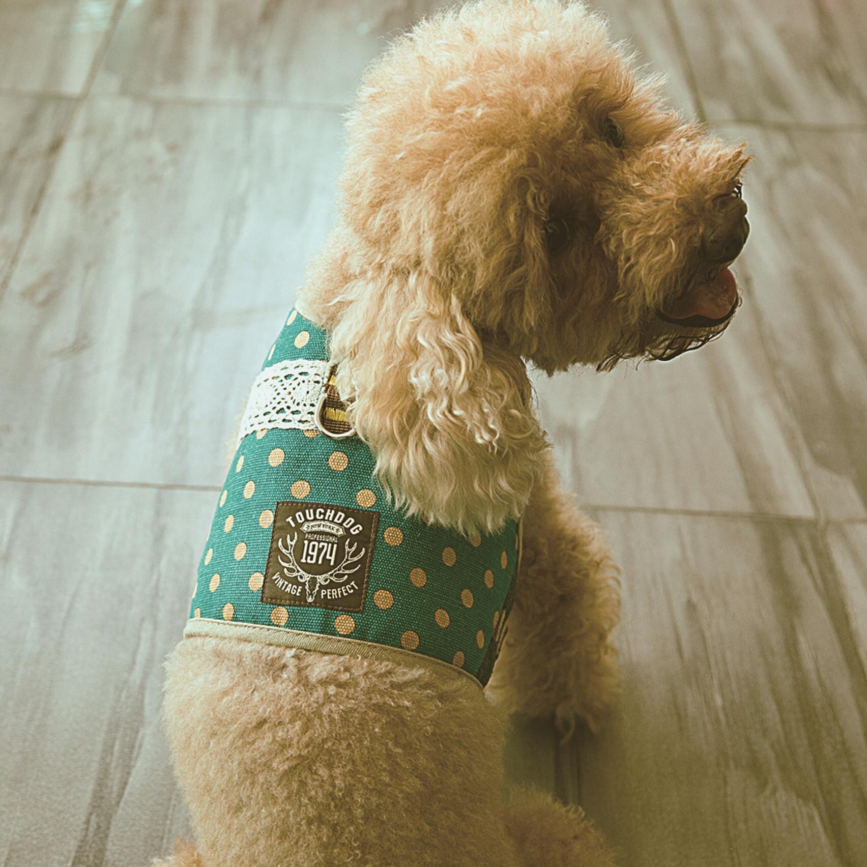 hi craft dog car harness