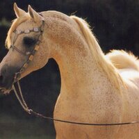 محمد الشويمي (@alsoyme) Twitter profile photo