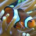 Symbiosis papers (@symbiosispapers) Twitter profile photo
