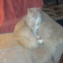 Bob Champion - @2520bob - Twitter