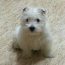 Maria Luisa Rivero G - @tatonaenol - Twitter