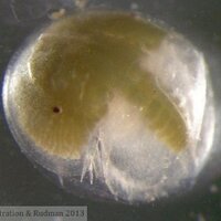 Project Limulus (@project_limulus) 's Twitter Profile
