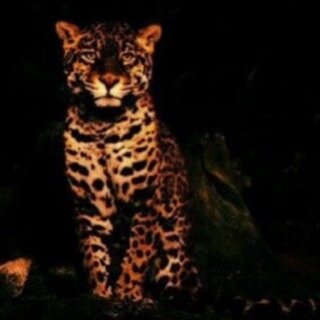 noony_rooroo424's profile picture. 