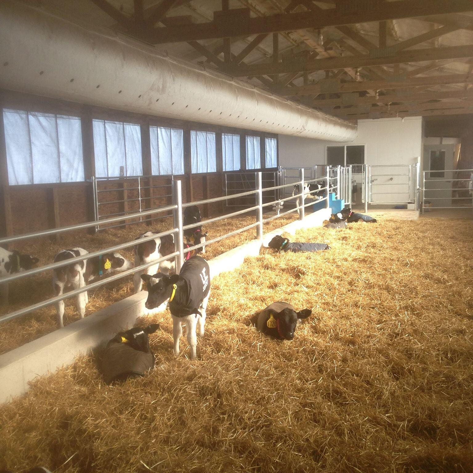 farmgirl1019's profile picture. WI dairy farmer who farms with her husband on his family dairy milking 320 cows and crop 720 acres. High quality milk and the best cow comfort is our game!