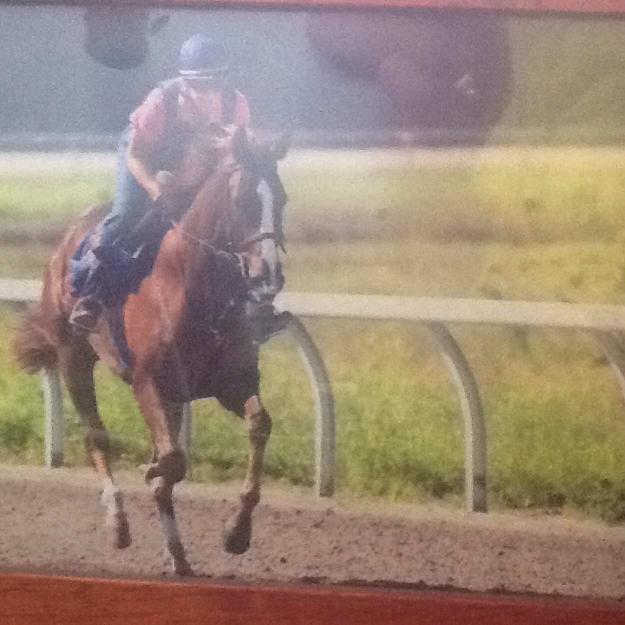 Racehorse trainer Woodbine Racetrack Toronto and Payson Park https://t.co/NDWtqxXnNA stake horses, El Tormenta, Say The Word, Something Extra, Hard Not To Like.