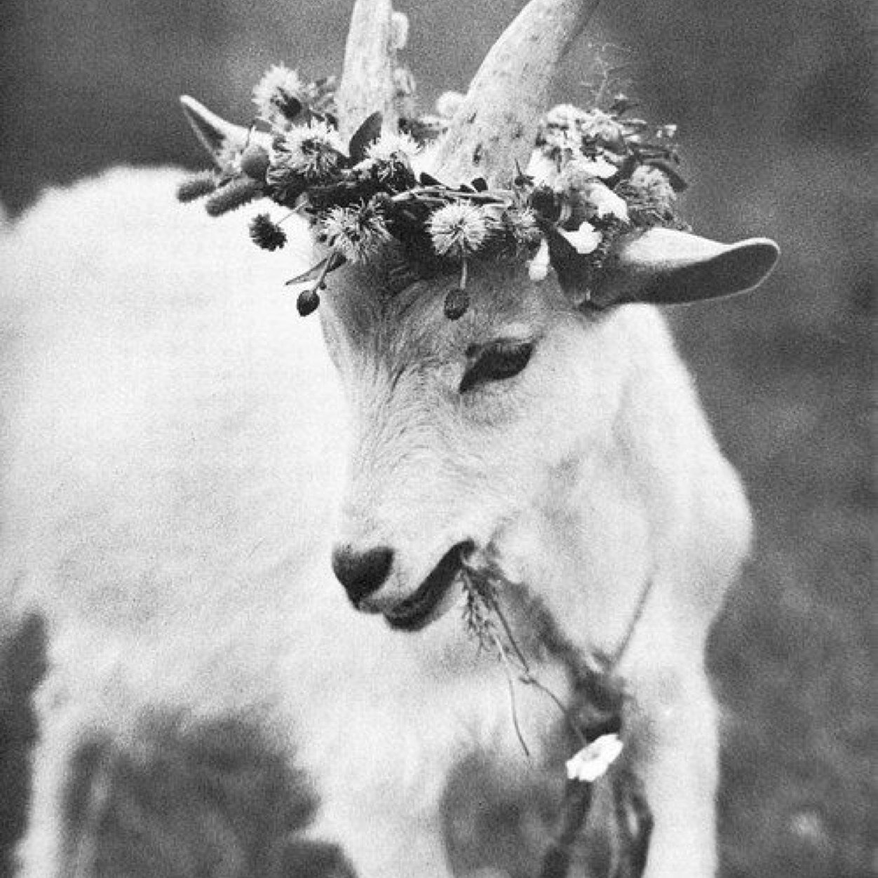 Im just a city goat trying to make my way in this world.