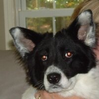Cindy Hardigree (@cicin) 's Twitter Profile