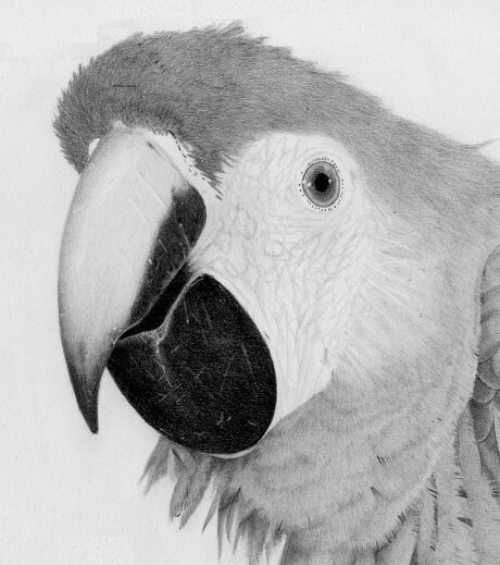 RJPortraitArt's profile picture. Graphite portrait artist