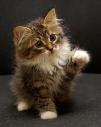 OlkhovaSonya's profile picture. Живу, учусь, радуюсь жизни. Веселая и общительная