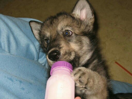 35 - Private NSFW account of @kitwolf.