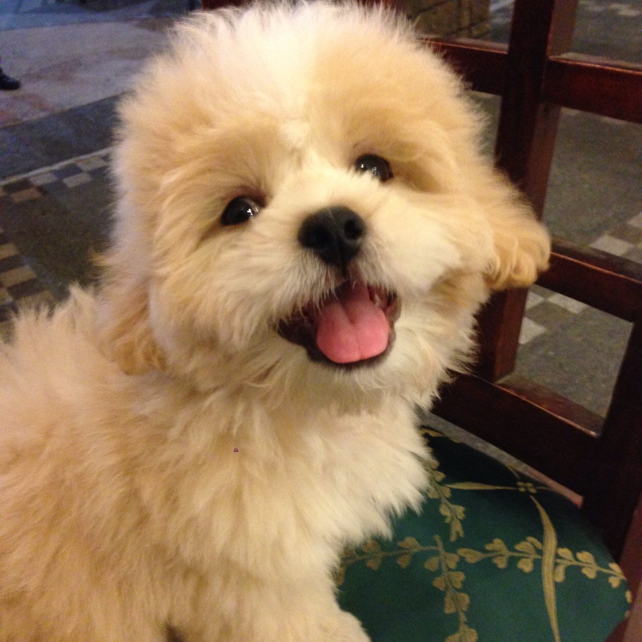 A dog is the only thing on earth that loves you more than he loves himself.