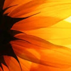 girasoletest's profile picture. 