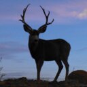 Suzanne Meyer - @smeyer154 - Twitter