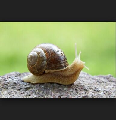 PartulaRosea's profile picture. Don't break the shell, Save the Snails