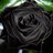 Sussamhakolmaz's profile image