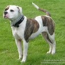 Roberto Ceron  - @RobertoCeron11 - Twitter