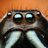 SummitPestOK's profile picture. 