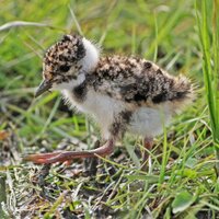 Elmley NNR(@ElmleyNNR) 's Twitter Profileg