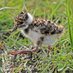 Elmley NNR (@ElmleyNNR) Twitter profile photo