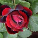 shafqat rasool (@03006213201) Twitter