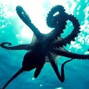 elmorbex's profile picture. +18