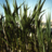 palustrine's profile image