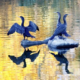 LARKayakSafari's profile picture. 