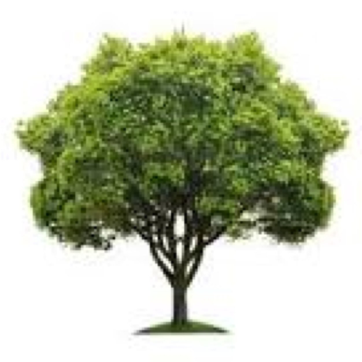 JustTreeThings's profile picture. 