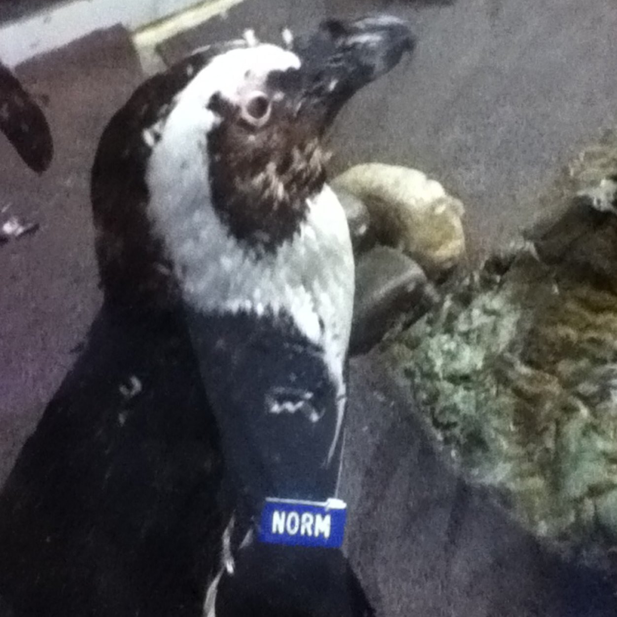 carolynhartma20's profile picture. 12year old,7th grade,love god, friends, and family, never give up or else your dream will not come true.find someone to love