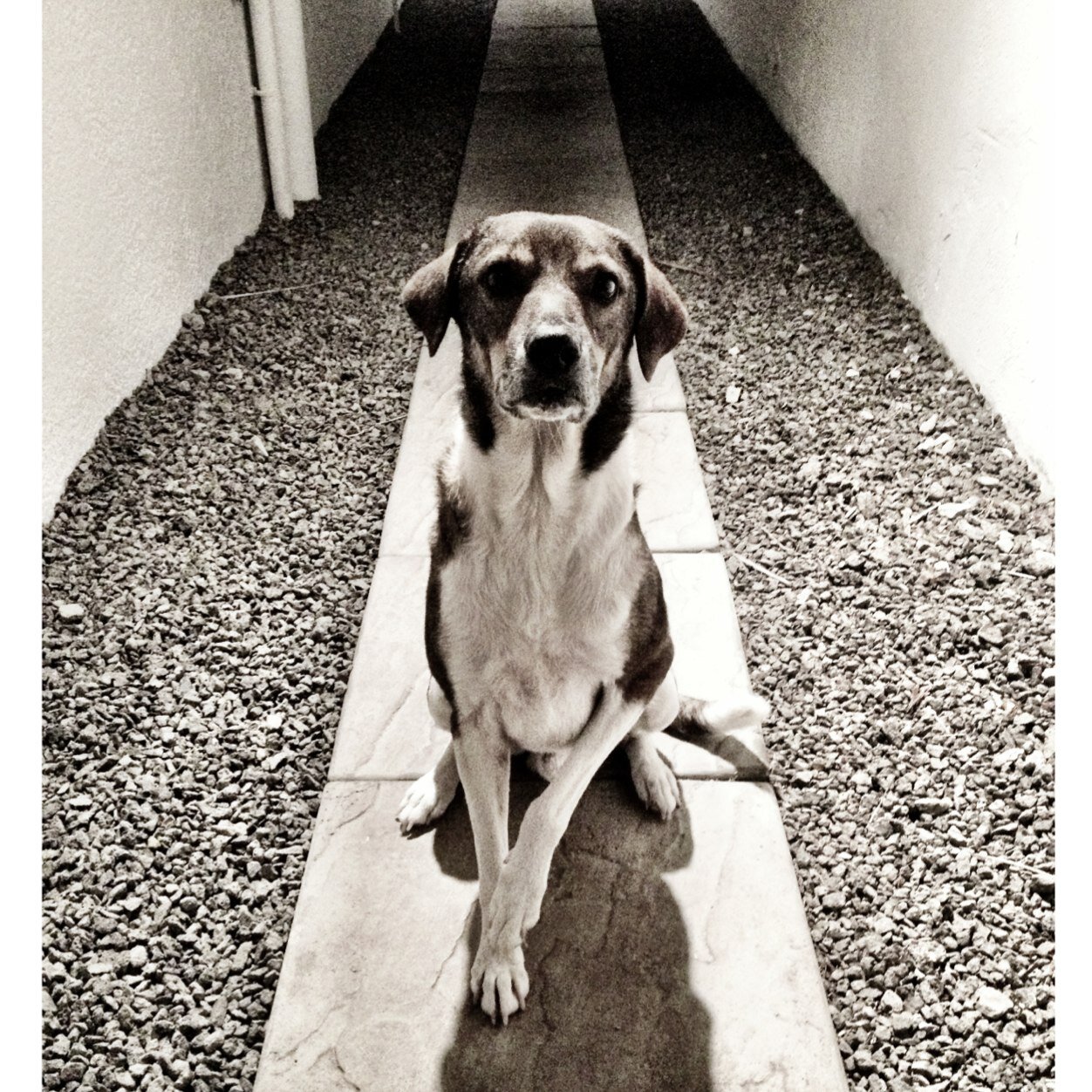My wife, my dog, my island… my life.