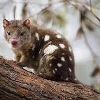 Research Australia (@researchau) 's Twitter Profile