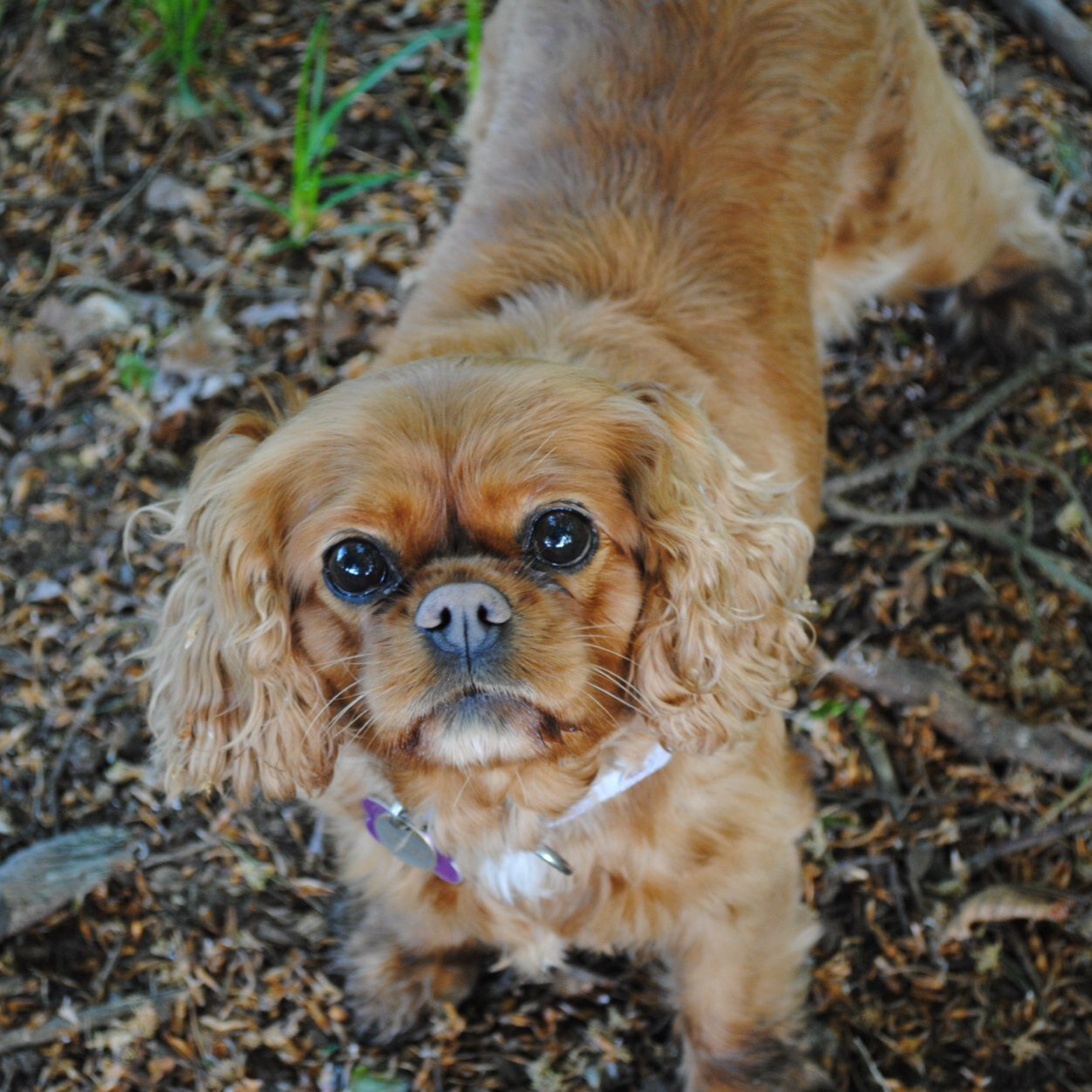 RIP Mitzy 2007-2015 ❤️❤️❤️❤️
