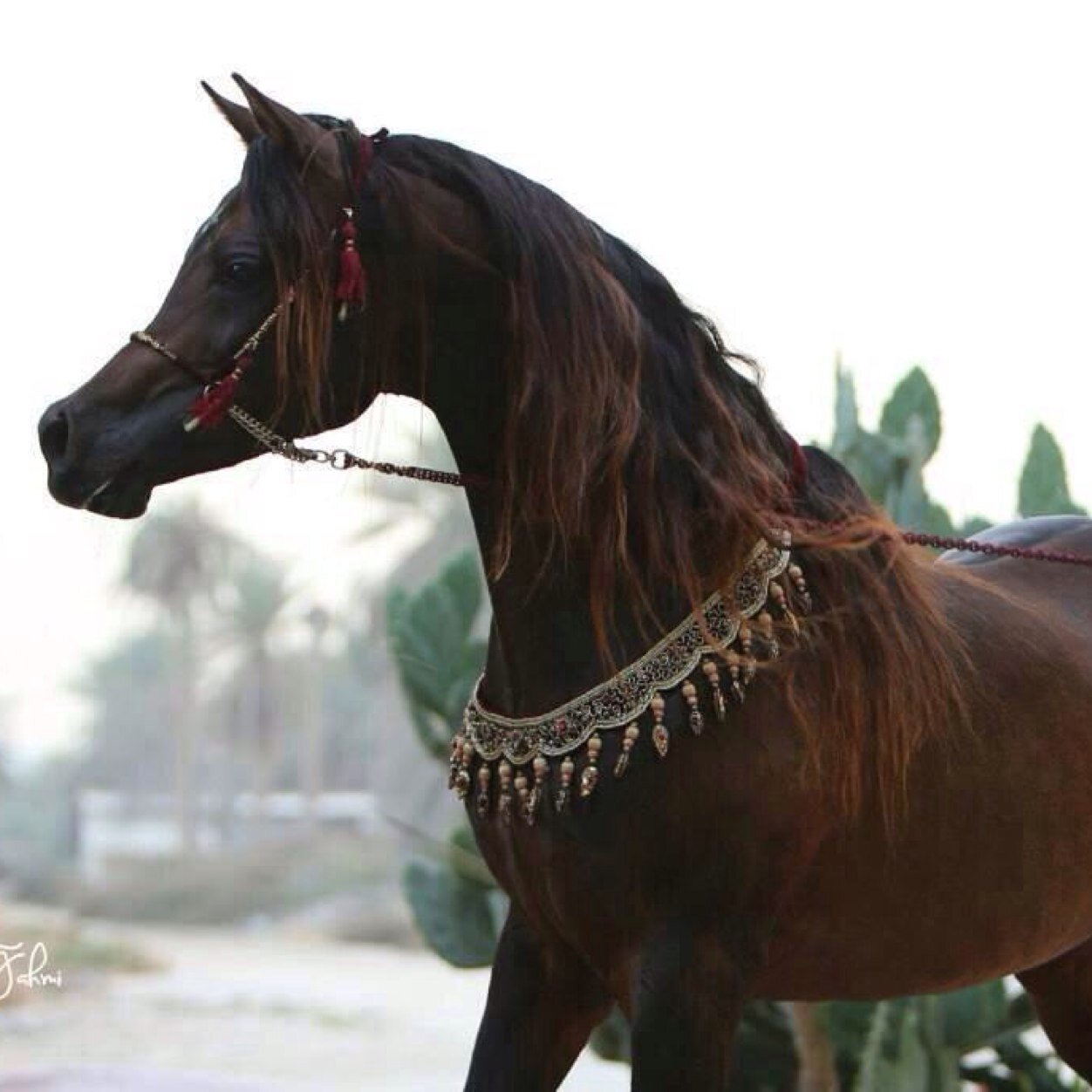 سبحان الله وبحمده ..سبحان الله العظيم❤️