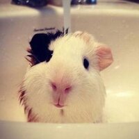 DC (@dcpeu) 's Twitter Profile
