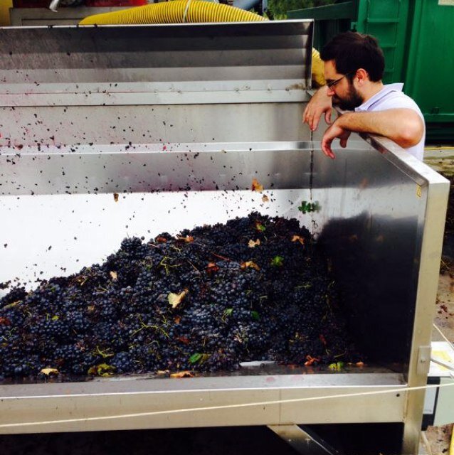 luigi_camillo's profile picture. winery & vineyards