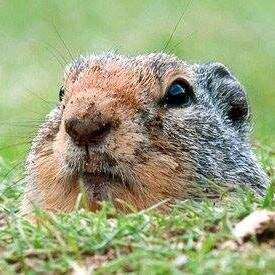 Image Pest Control has been providing environmental protection for the Inland Empire since 2001.