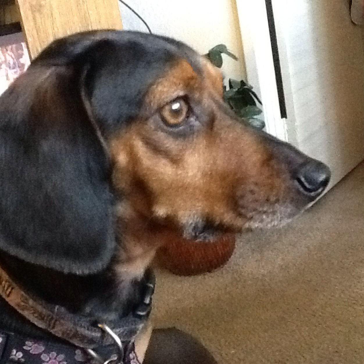 i enjoy being a DCE, hanging out with friends and walking my dog, Gretl