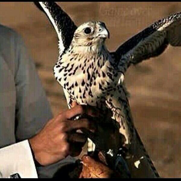 ‏‏‏‏الرياض