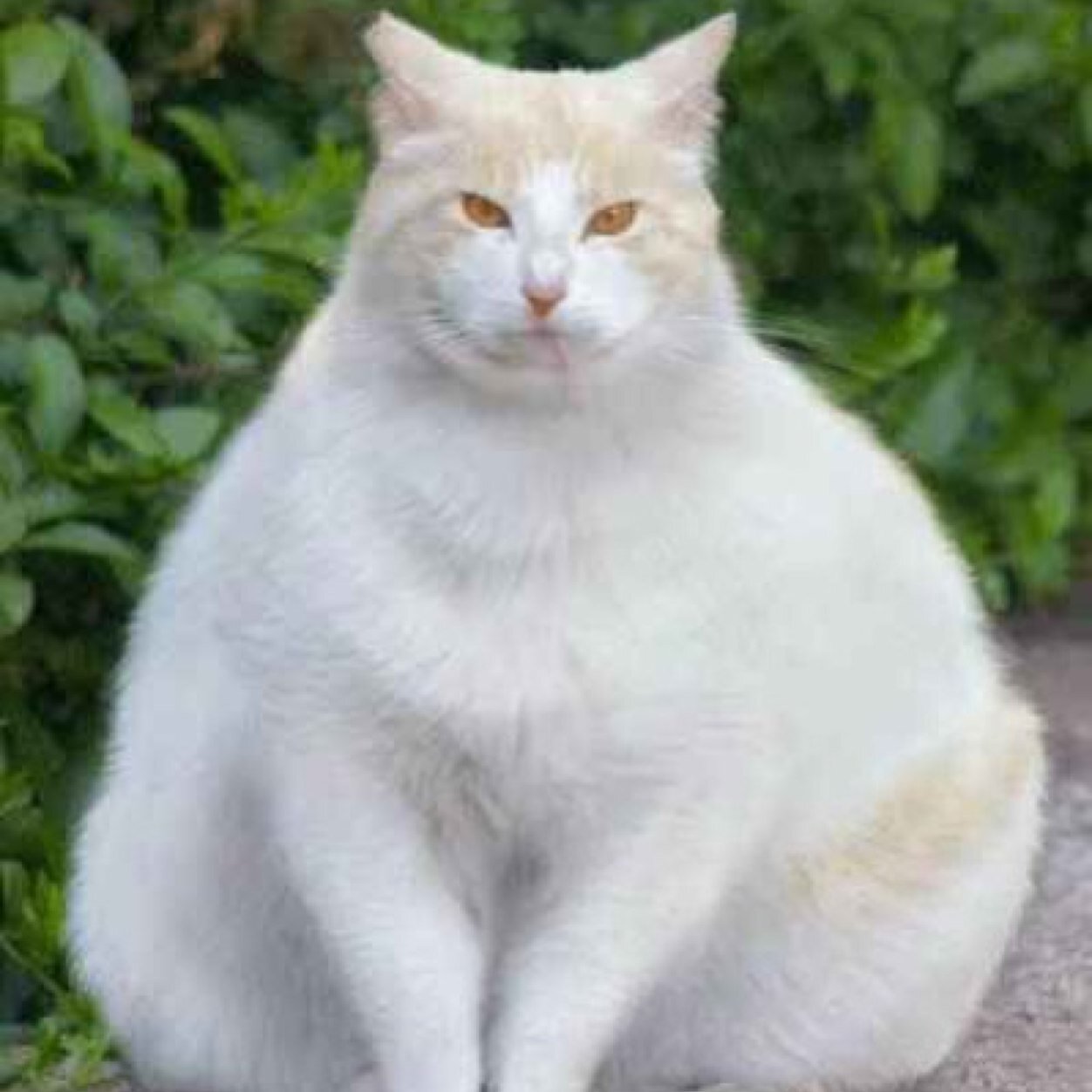 Gato de huesos gordos con morbo de alfombras de palmo y whiskas del club del grumet
