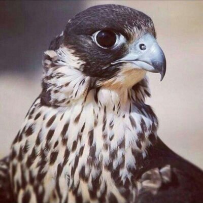 f01601's profile picture. انسان صاحب مبدأ واحب كل معتدل هدفي في الحياة ان اخرج بباقة ورد من بساتين مملؤة بالاشواك