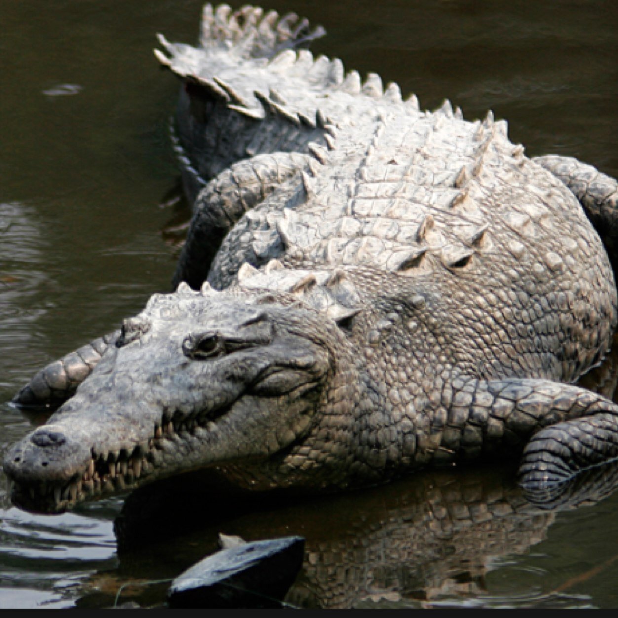 USACROCODILE's profile picture. Save the american crocodile in danger of going extinct!