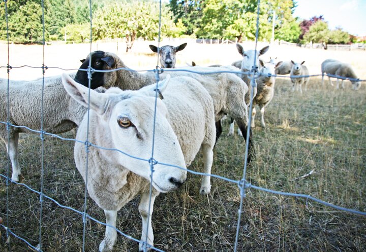 The Salt Spring Island Agricultural Alliance supports local farming and food production through advocacy, fundraising and planning.