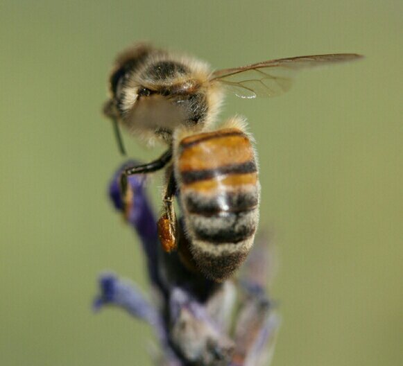 Struggle_Bee's profile picture. I follow flowerz and other beez