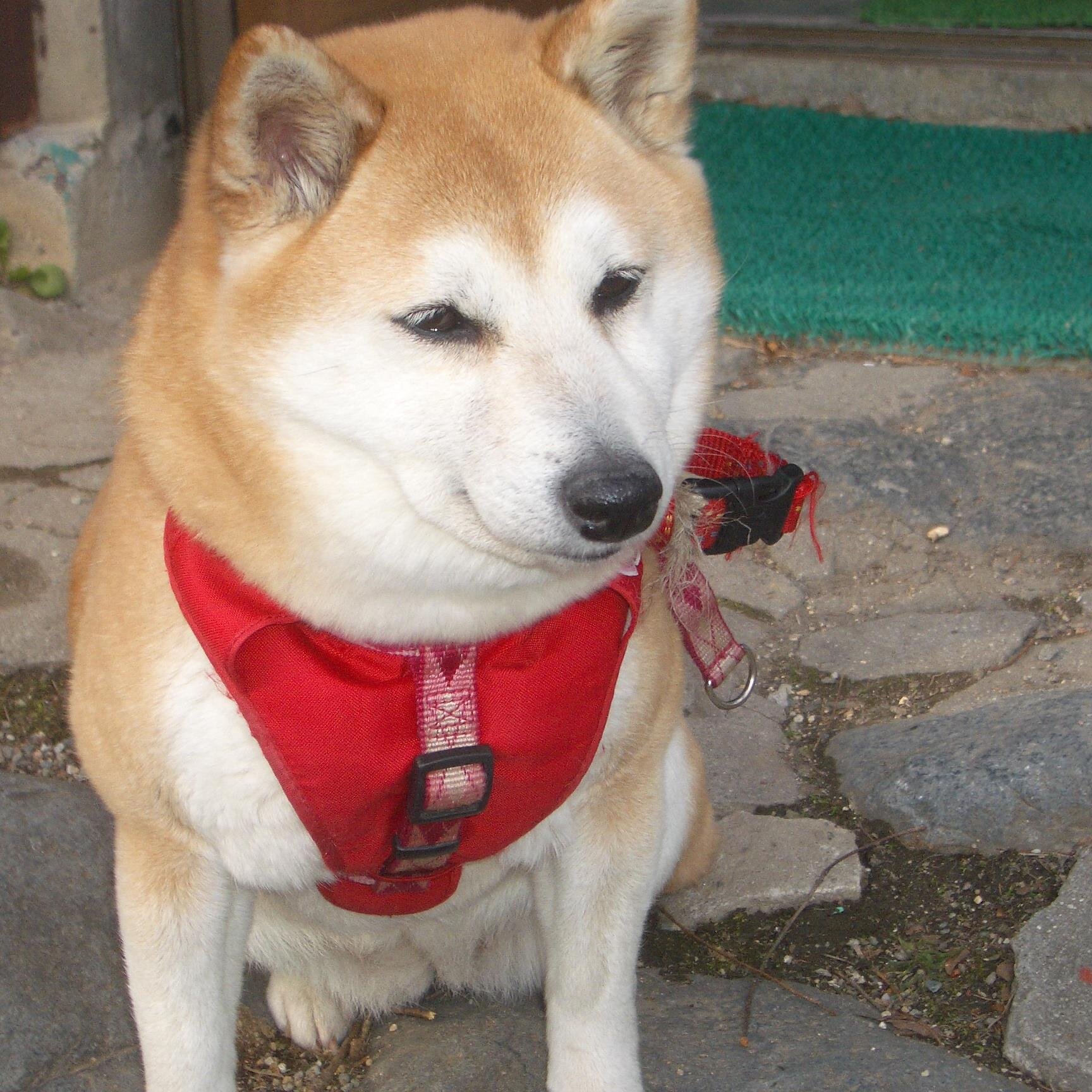 白馬村　どんぐり村にありますペンションぶなの木です。自然の中に白馬三山をま近に見る事が出来ますよ。
写真はぶなの木の人気犬空です。。一緒にお散歩してください。。
