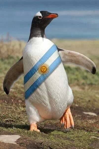 Hasta la Victoria Siempre! Nestor y Cristina nos dieron el pais que siempre soñamos, Pingüino para toda la vida!