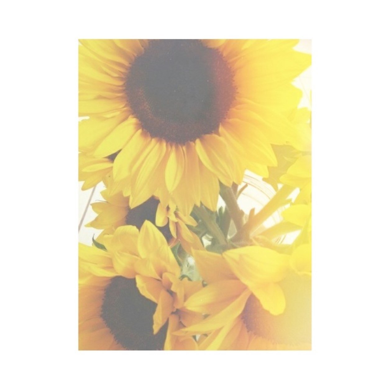 ocexnlvst's profile picture. i crave you