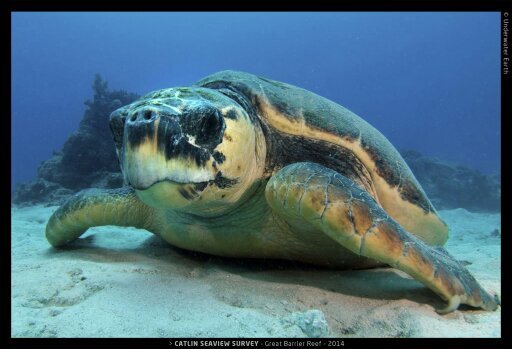 jeevirpacat1's profile picture. 